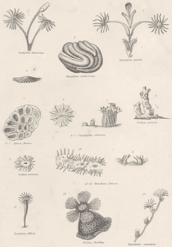 POLYPS. Laomedia dichotoma; Dynamena pumila; Meandrina cerebriformis 1860